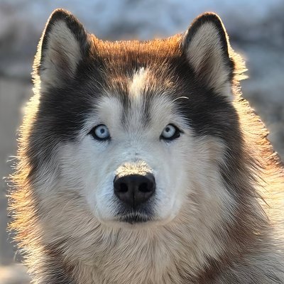 Аляскинские маламуты