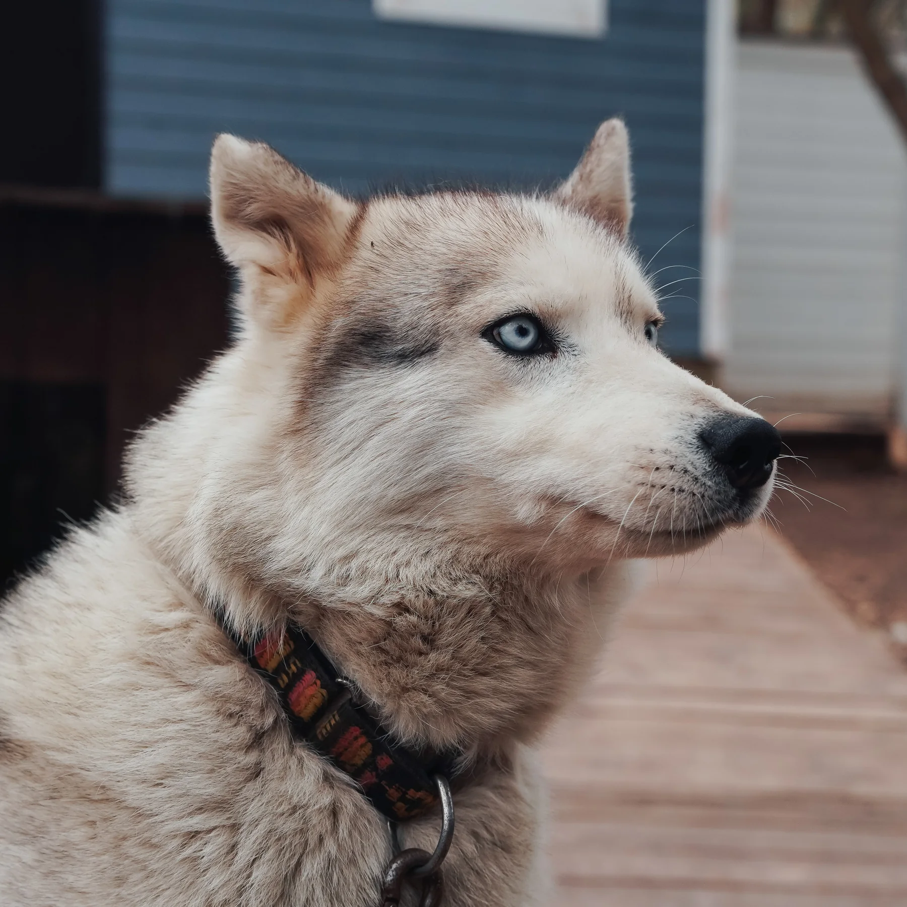 Айс, сибирский хаски, серо-белый окрас, голубые глаза, Хаски Лэнд в Парке Сказка — фото 3