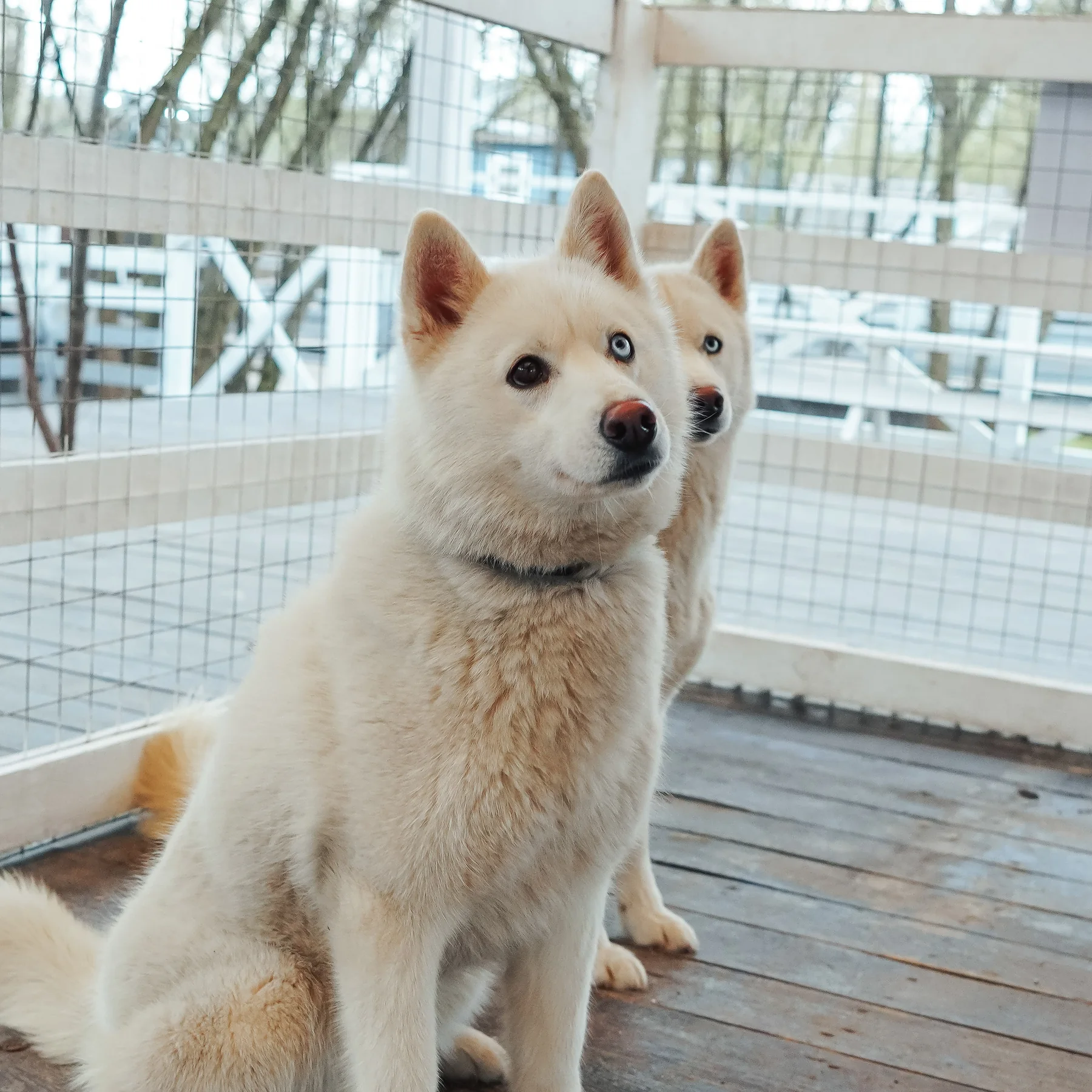 Ника, сибирский хаски, белый окрас, арлекин глаза, Хаски Лэнд в Парке Сказка — фото 5