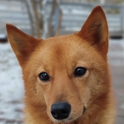 Карело-финские лайки