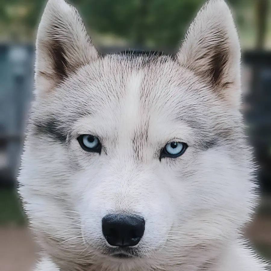 Айс