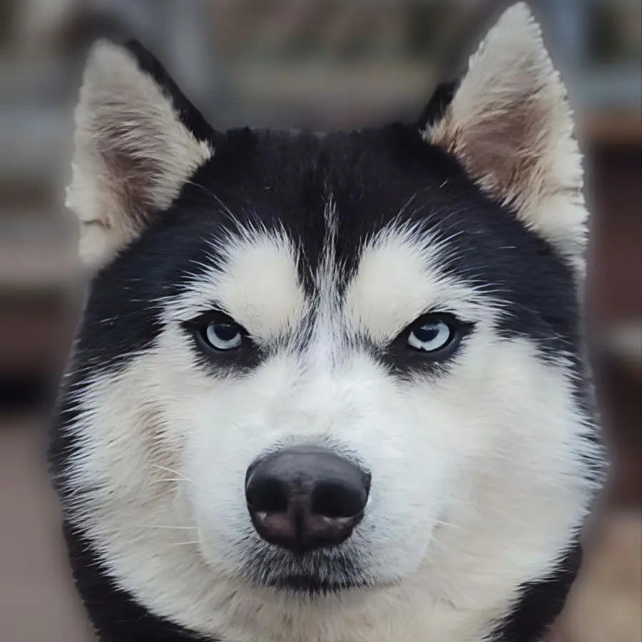 Наяна